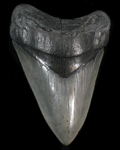 Robust, Serrated, Megalodon Tooth #41143